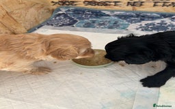 Maltipoo dogs for sale: Beautiful cheeky maltipoo, ball of fluff - Image 13
