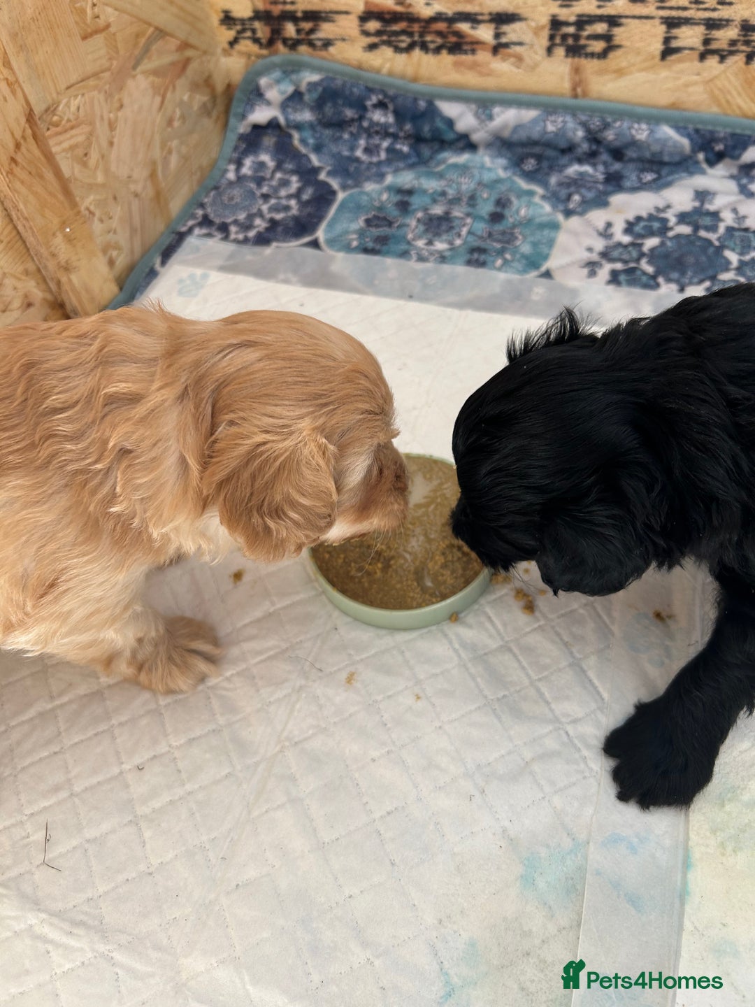 Maltipoo dogs for sale: Beautiful cheeky maltipoo, ball of fluff - Image 13