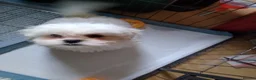 Zuchon dogs for sale: Shichon/Zuchon - Advert 16
