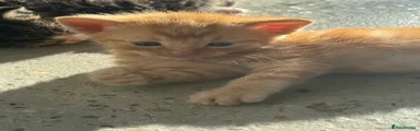 Ginger kitten