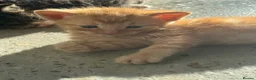British Shorthair cats for sale: Kittens – Domestic Shorthair - Advert 12