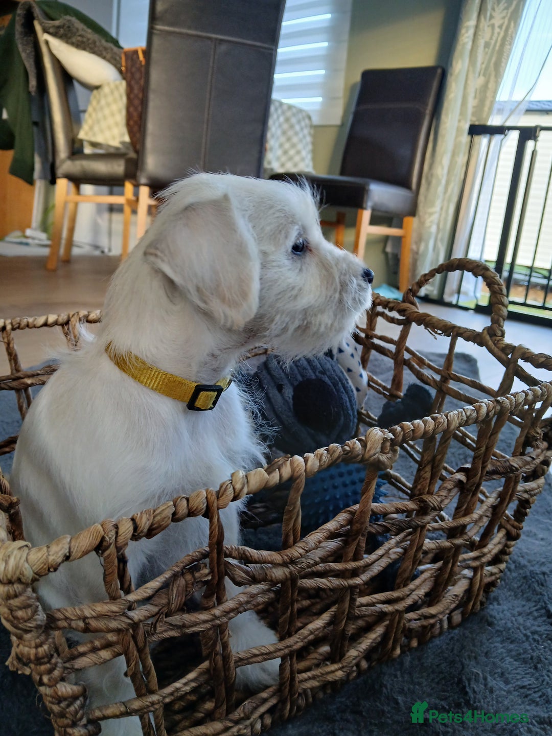 Miniature Schnauzer dogs for sale: Adorable white schnauzer puppy-last one left now  - Image 12