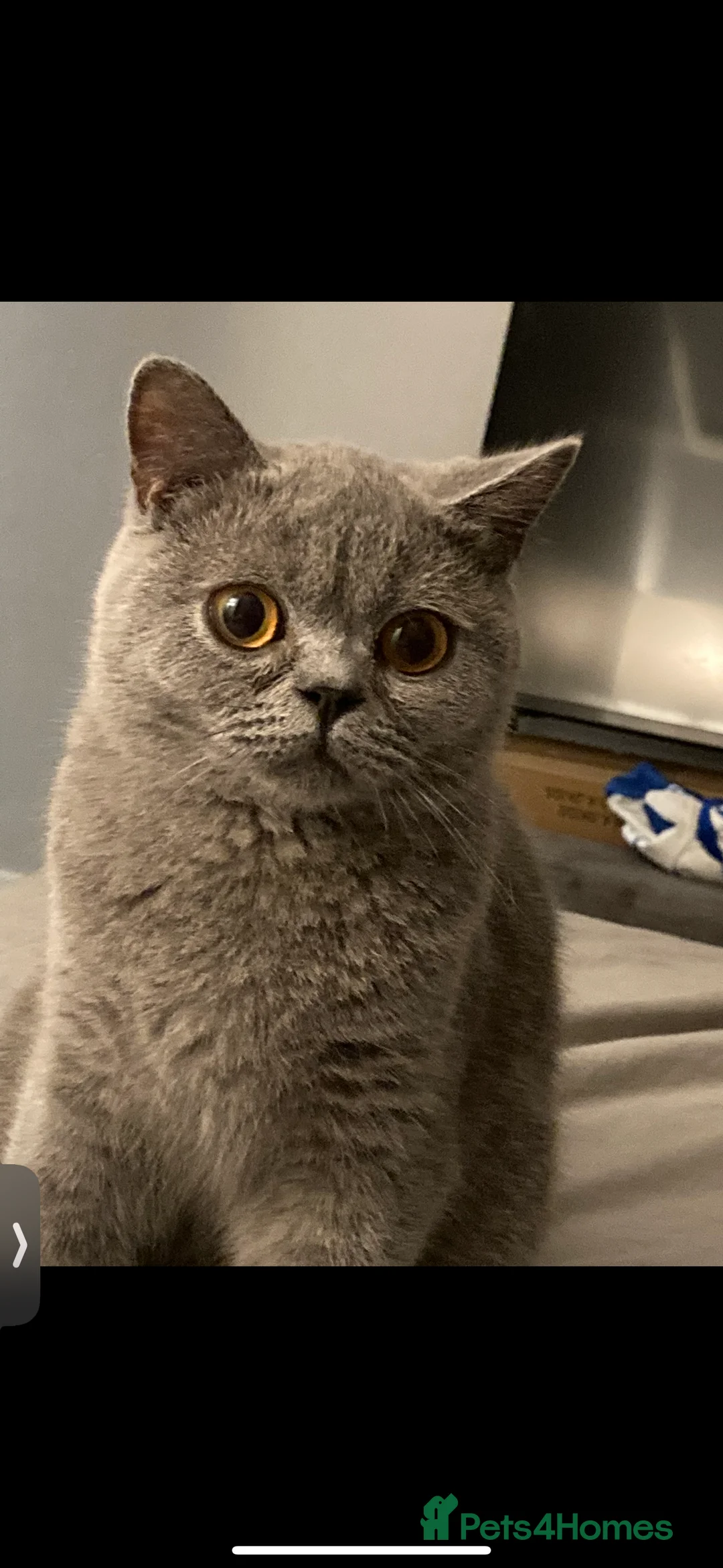 British Shorthair cats for sale: Bsh gccf registered  - Advert 3