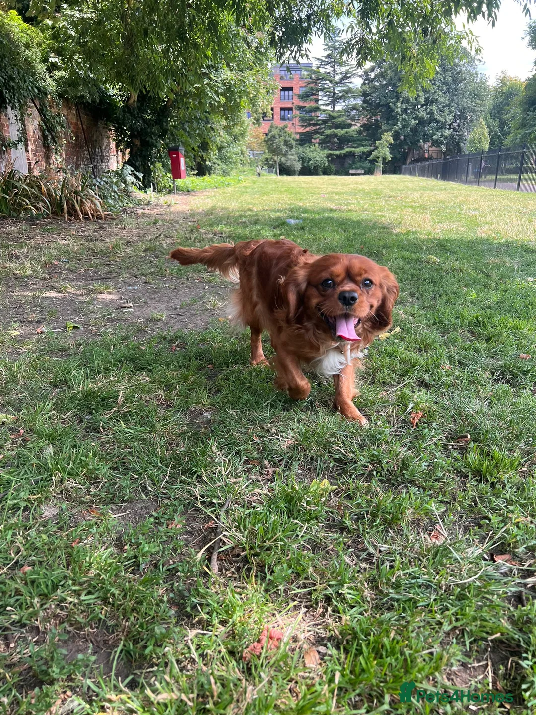 Cavalier King Charles Spaniel dogs for stud: Ruby Cavalier King Charles Spaniel for stud! in London - Advert 7