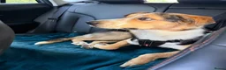 Border Collie dogs for sale: Perfect Family Dog in Widnes - Advert 2