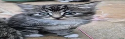 Mixed Breed cats for sale: Beautiful Tame Friendly Kittens for sale - Advert 6