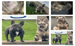 French Bulldog dogs for sale: Fluffy French bulldog pups  - Image 9