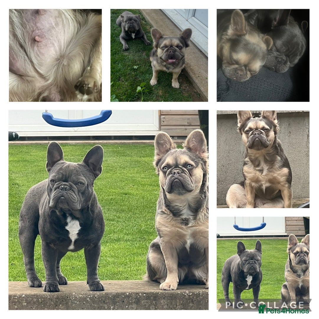 French Bulldog dogs for sale: Fluffy French bulldog pups  - Image 9