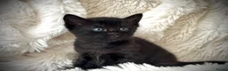 Mixed Breed cats for sale: 🐾 Beautiful Baby Kittens - Ragdoll x Bengal 🐾 - Advert 15