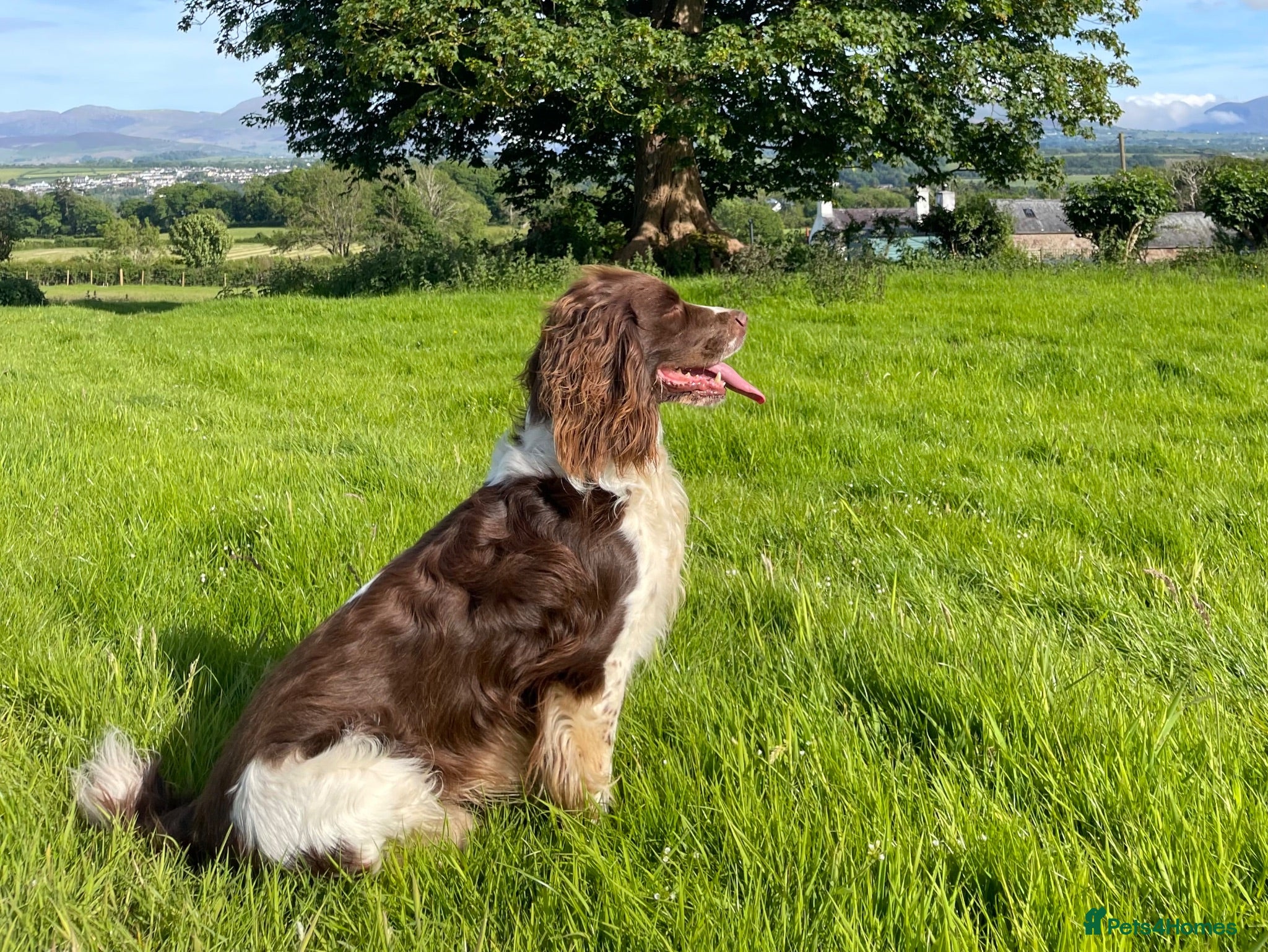 English Springer Spaniel dogs Working English Springer Spaniel Puppies - Advert 1