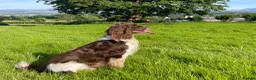 English Springer Spaniel dogs for sale: Working English Springer Spaniel Puppies - Advert 1