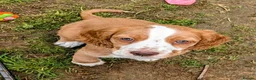 Cocker Spaniel dogs for sale: Beautiful KC Reg. Cocker Spaniels price reduced..  - Advert 20