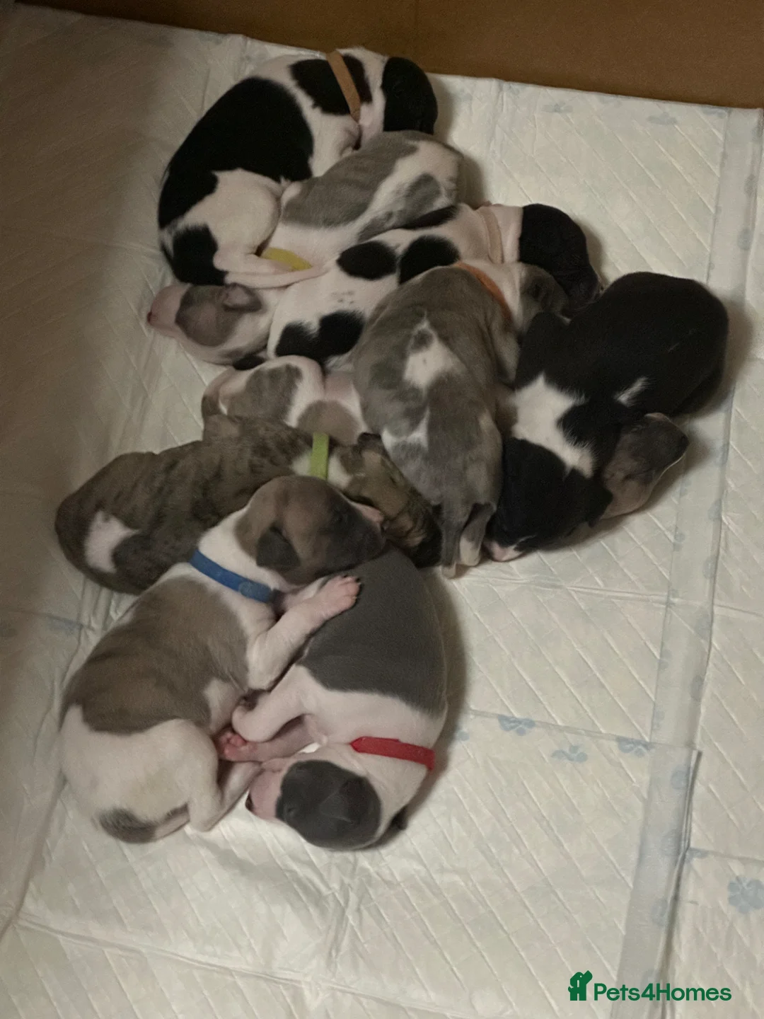 Whippet dogs for sale: KC Whippet black and white pup  - Advert 2