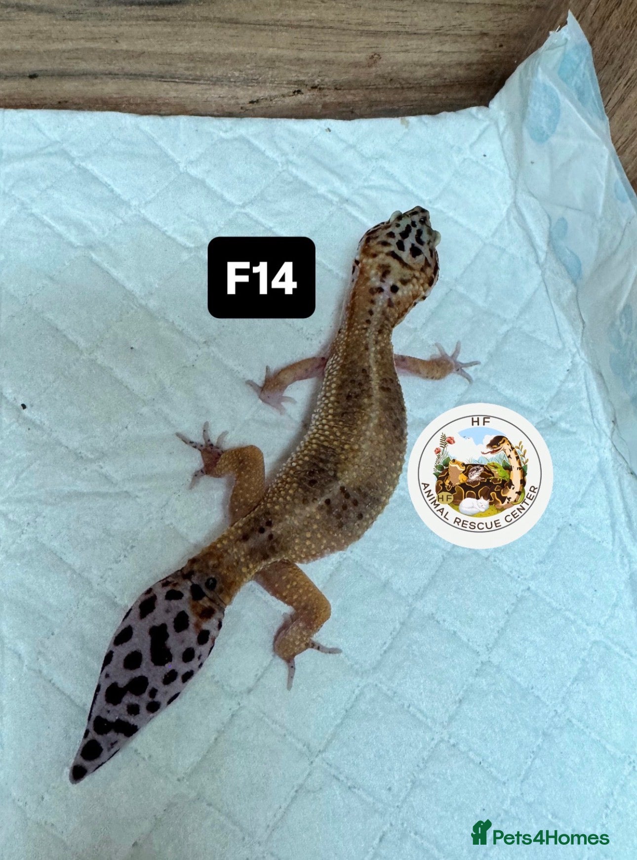 Leopard Gecko reptiles crested&fat tail &leopard geckos-can go with setup - Advert 3