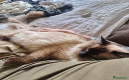 Ragdoll cats for stud: Ollie - Ragdoll Stud Available - Playful & Loving - Image 4