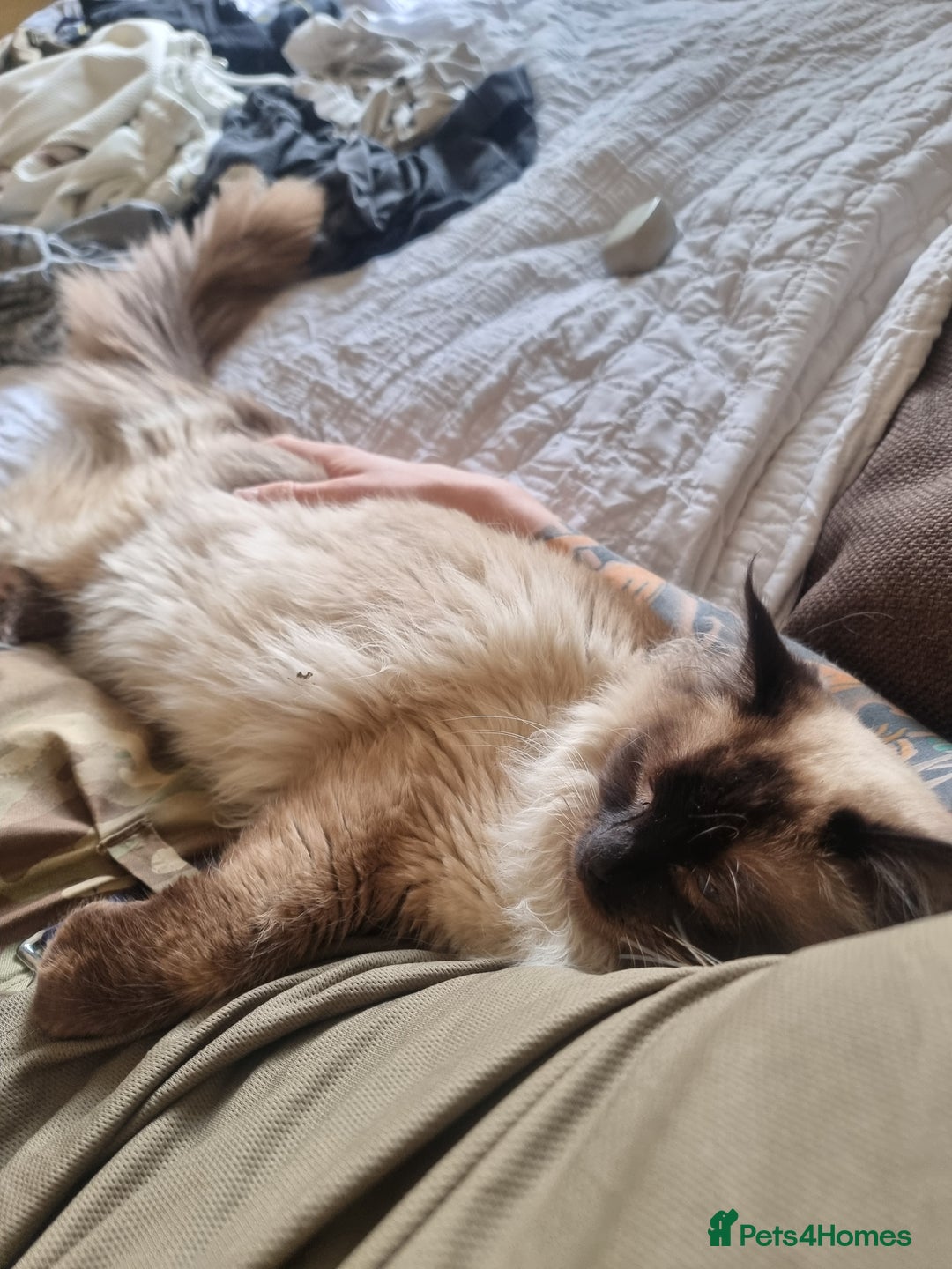 Ragdoll cats for stud: Ollie - Ragdoll Stud Available - Playful & Loving - Image 4