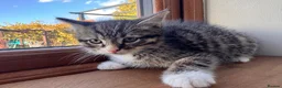 Ragdoll cats for sale: X5 Beautiful Ragdoll X Kittens - Advert 12