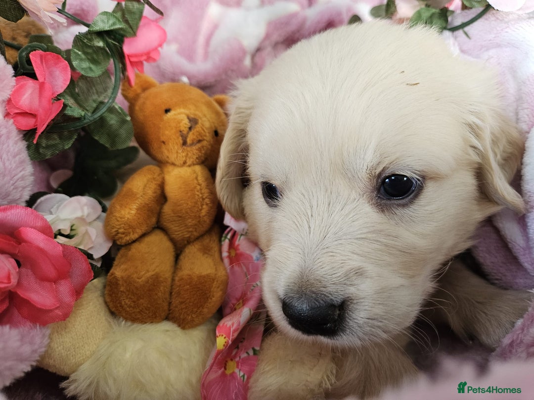 Golden Retriever dogs for sale: Loving Golden Retriever Puppies - Image 3