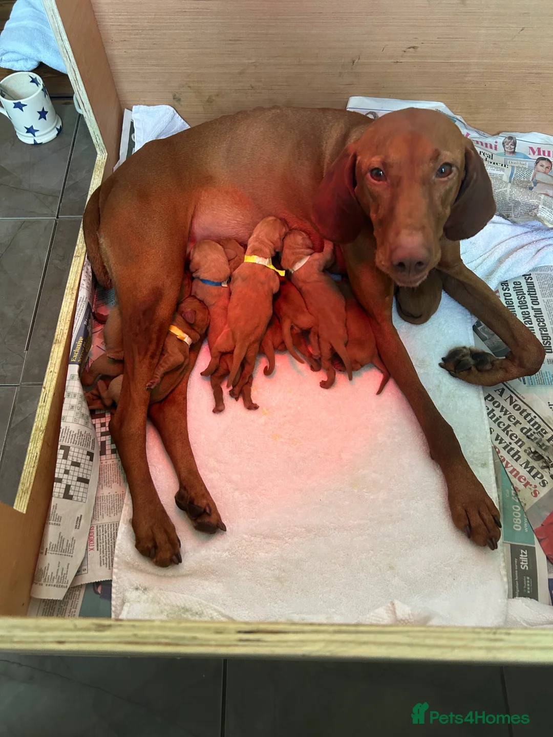 Hungarian Vizsla dogs for sale: Beautiful KC Registered Viszla Pups in Newcastle upon Tyne - Advert 4
