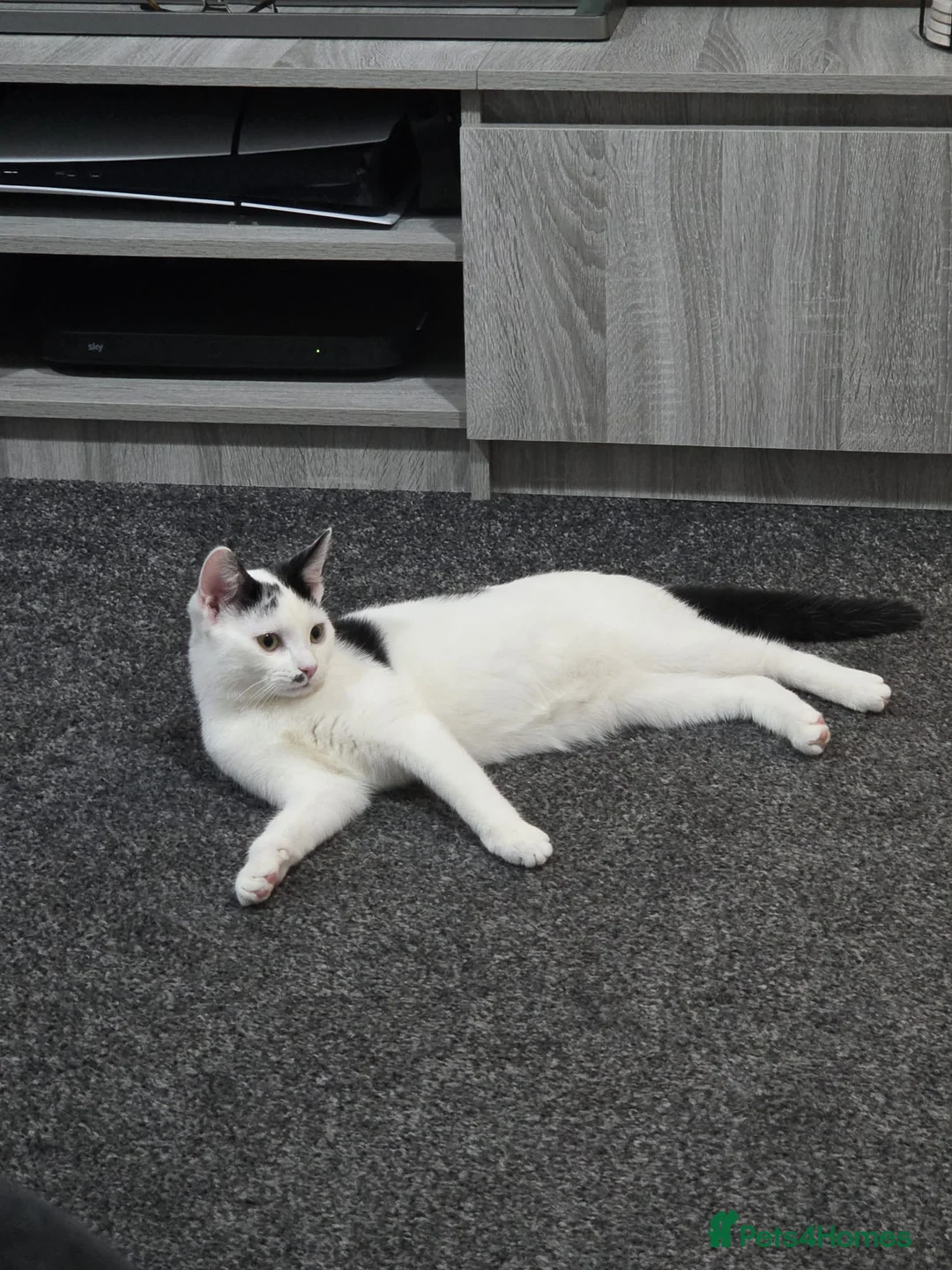 Domestic Shorthair cats for sale: Male white and black cat  - Advert 2