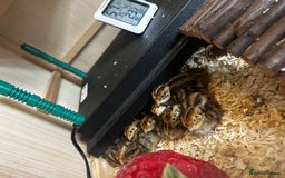 Mixed Breed birds for sale: 18 coturnix quail chicks  - Image 5
