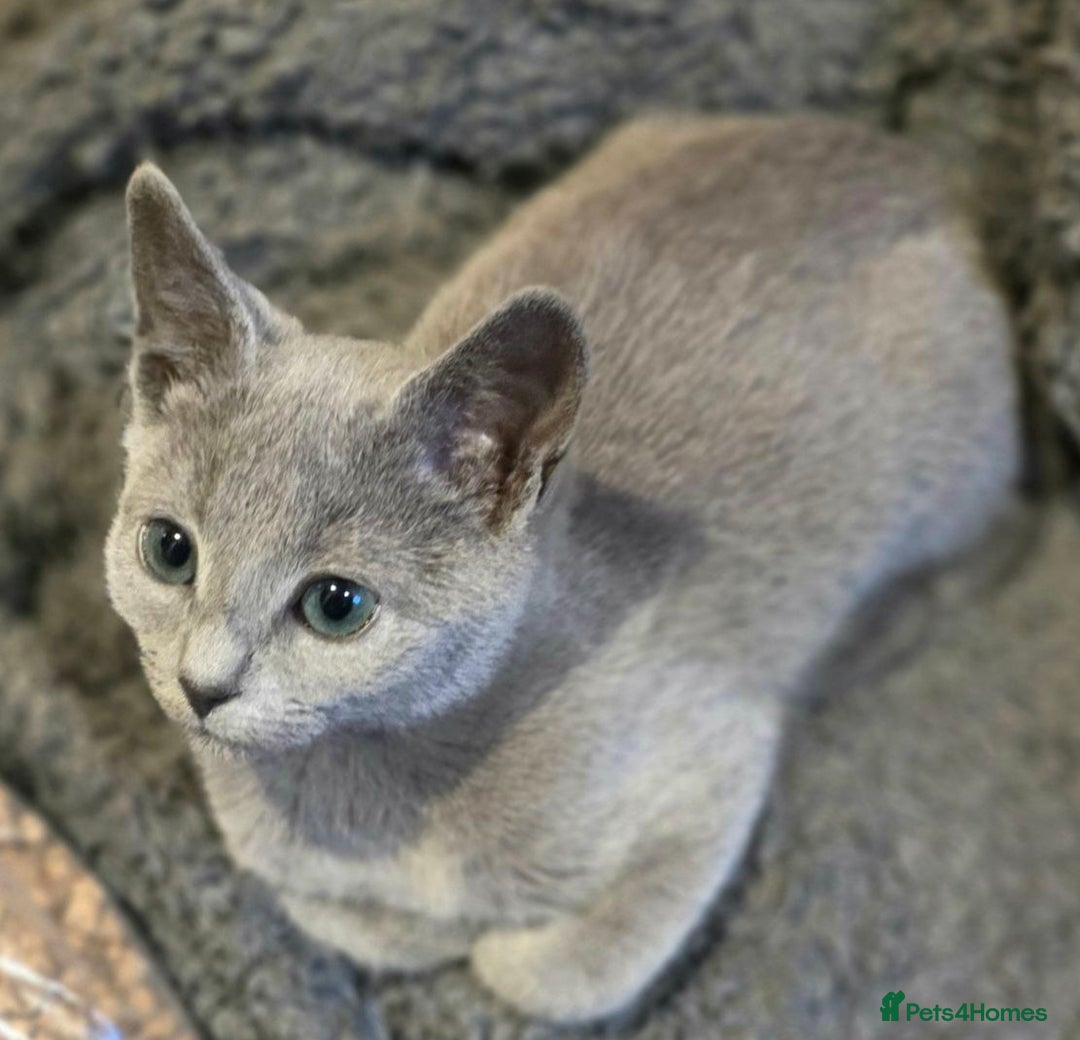 Russian Blue cats for sale: RB PERIGREE, LAST GIRL  N.LONDON  - Advert 4
