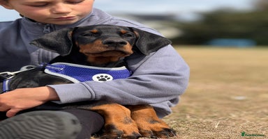 Dobermann dogs - Advert 2