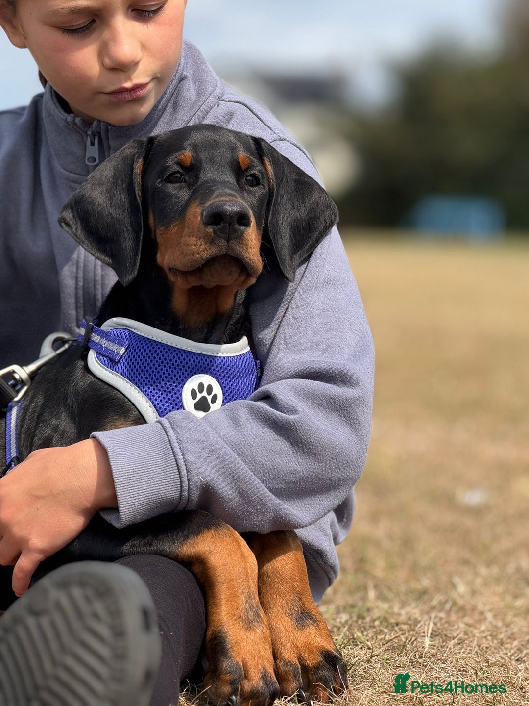 Dobermann dogs for sale: 1 Boy available Exceptional European Doberman - Image 2