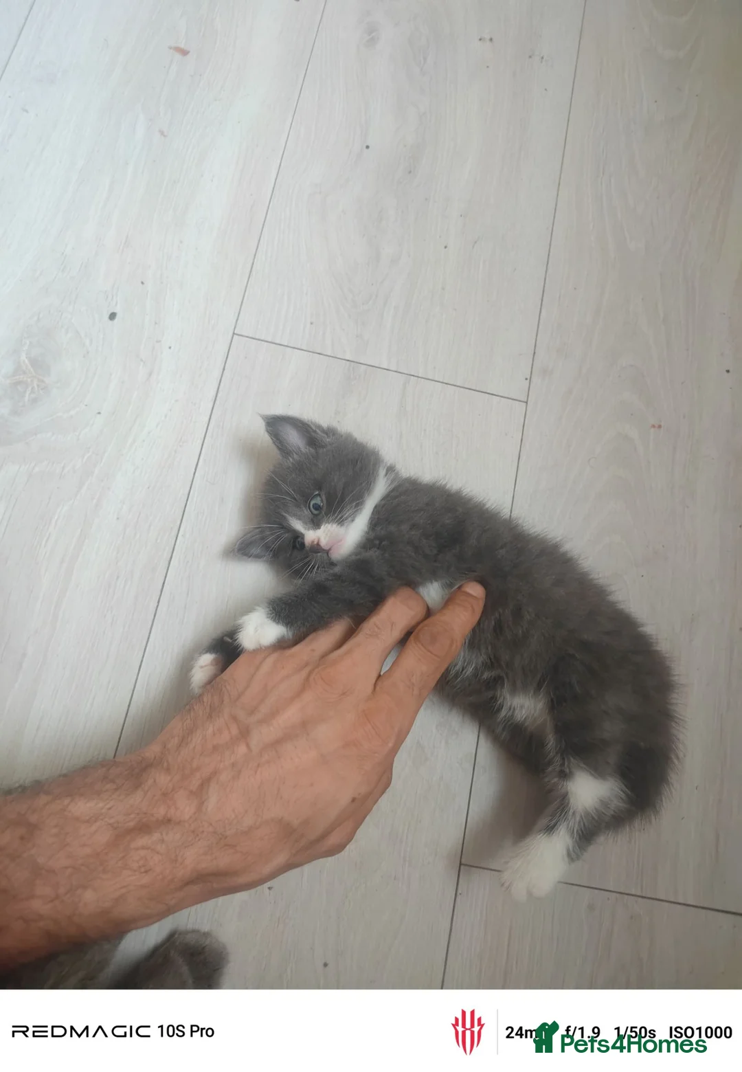 Russian Blue cats for sale: Russian blue kitten  - Advert 2