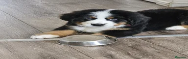 Bernese Mountain Dog Puppy 2