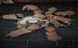 Labrador Retriever dogs for sale: Kc Registered Red labrador puppies  - Image 2