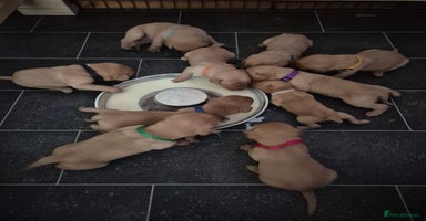 Labrador Retriever dogs - Advert 11