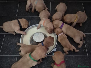 Labrador Retriever dogs - Advert 15