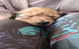 Miniature Dachshund dogs for sale: Beautiful cream KC long haired mini dachshunds - Image 20