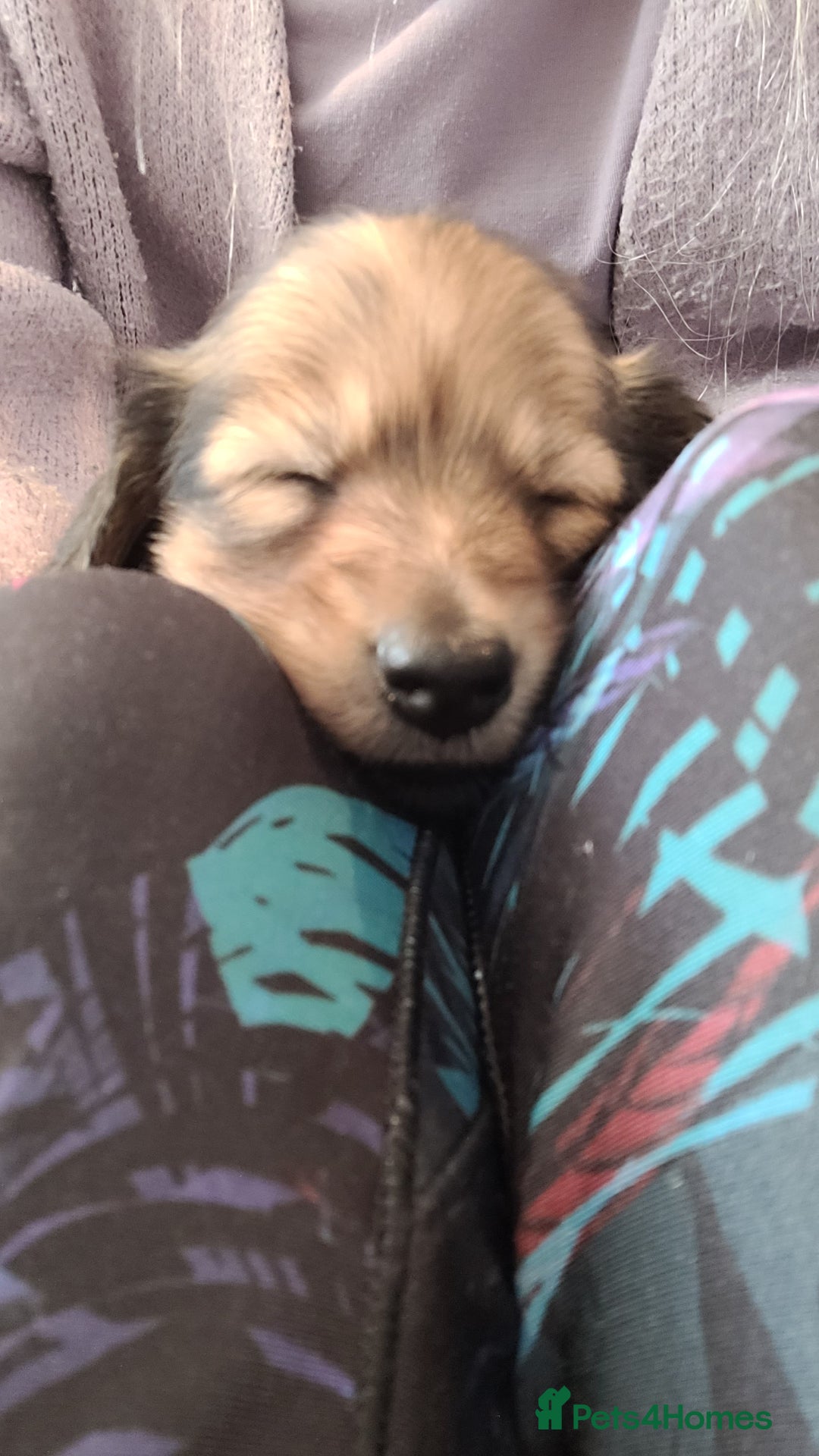 Miniature Dachshund dogs for sale: Beautiful cream KC long haired mini dachshunds - Image 20