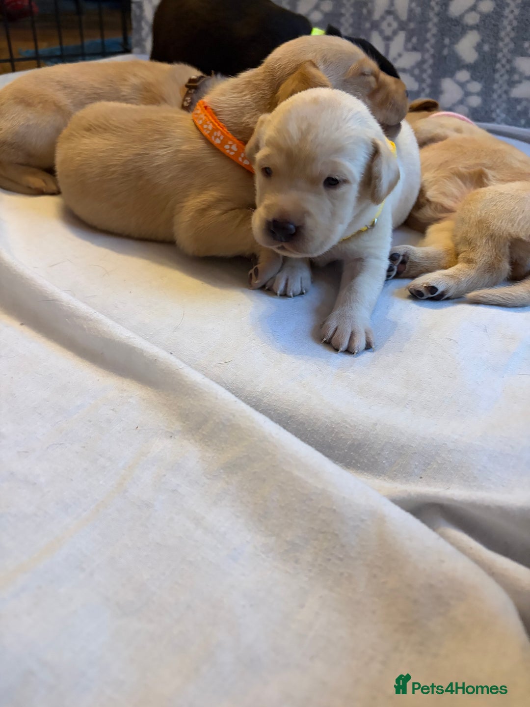 Labrador Retriever dogs for sale: KC Chunky Labrador Puppies - Advert 12