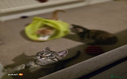 Mixed Breed cats for sale: Cute kittens ready for their new home - Advert 2