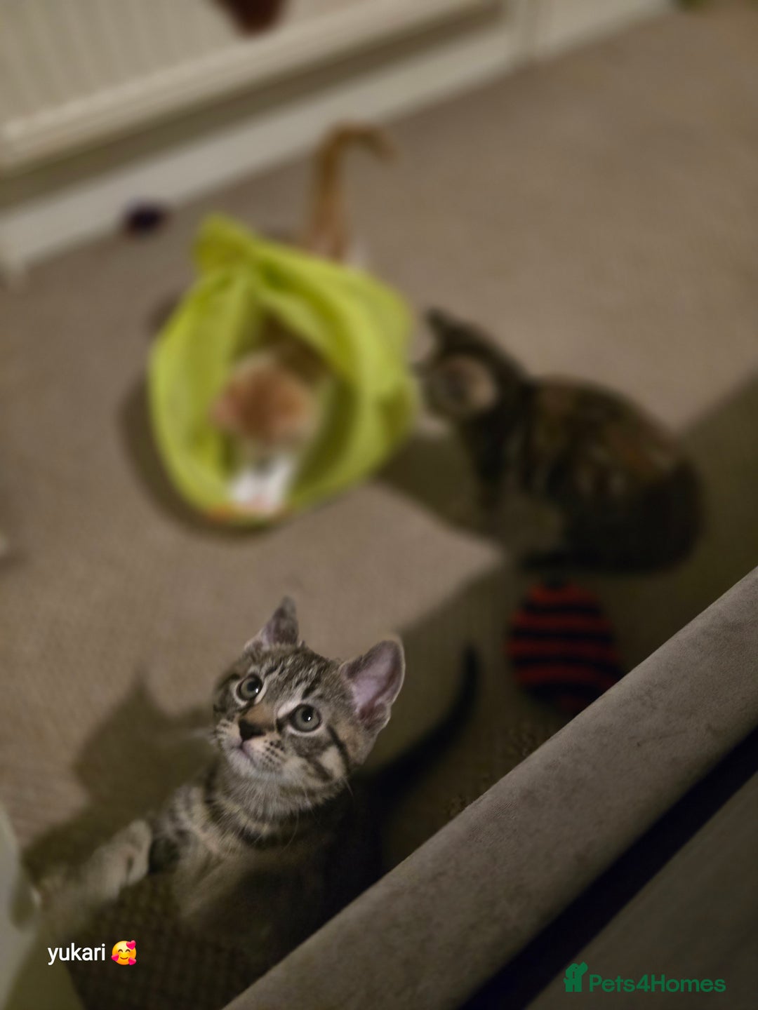 Mixed Breed cats for sale: Cute kittens ready for their new home - Advert 2