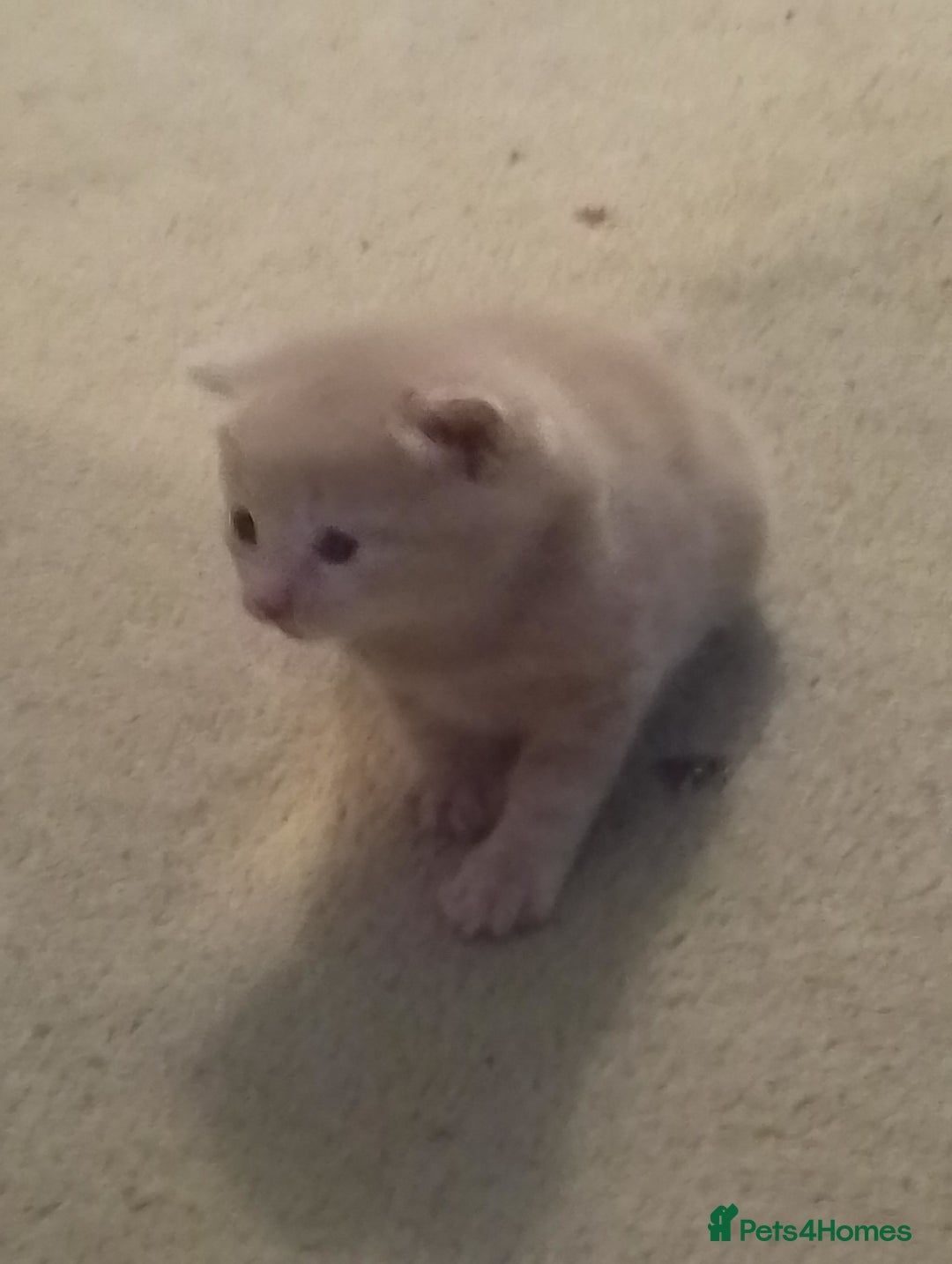 Turkish Angora cats for sale: Turkish angora kittens  - Advert 15