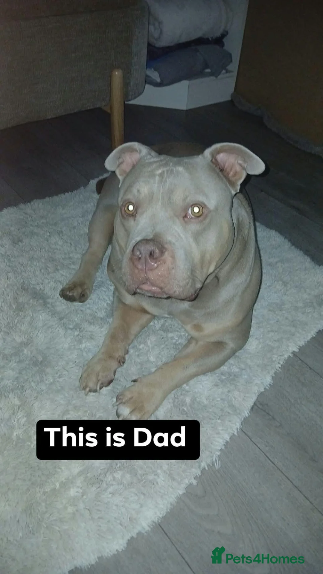 American Bully dogs for sale: Pocket Bullies  in Cardiff - Advert 3
