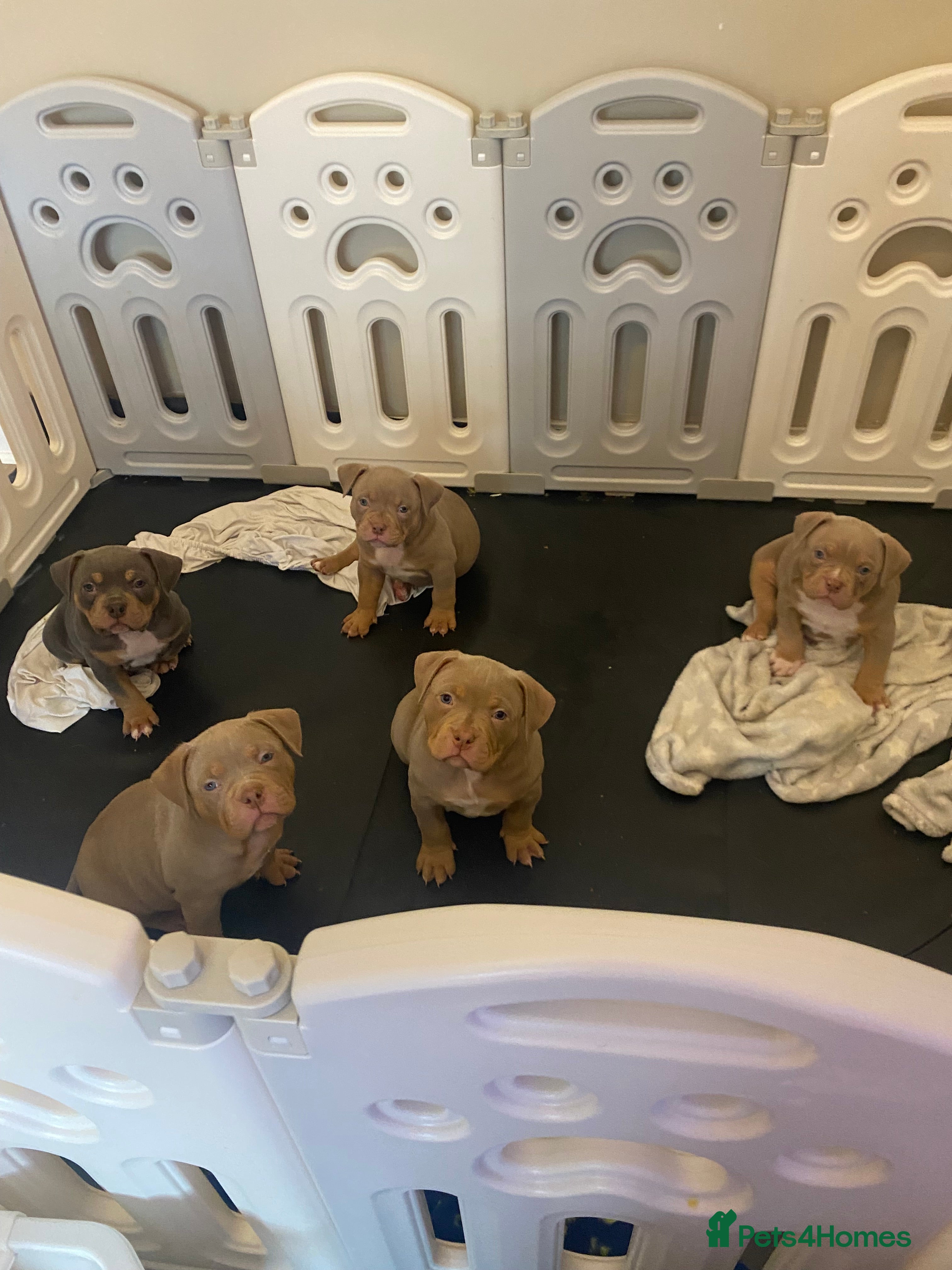 American Bully dogs  Kc registered Pocket bully pups - Advert 3