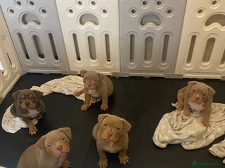 American Bully dogs Kc registered Pocket bully pups - Advert 3