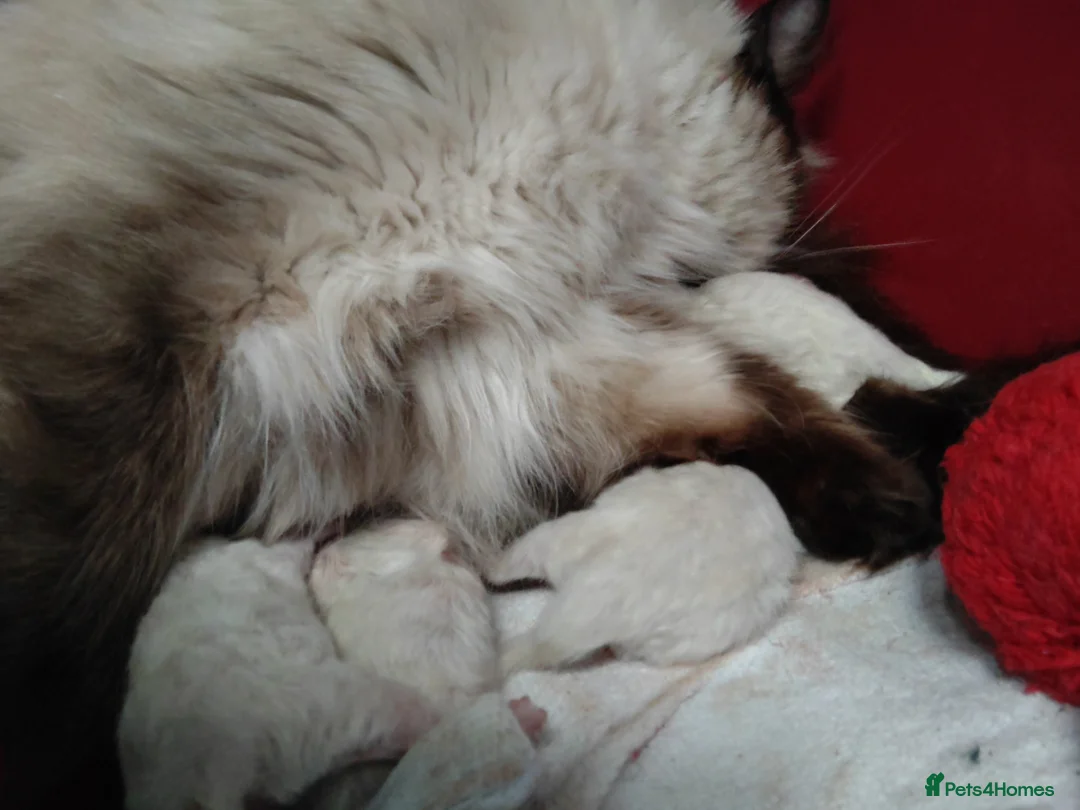 Ragdoll cats for sale: Beautiful Healthy Ragdoll Kittens - Advert 3