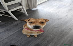 Mixed Breed dogs for sale: Beautiful shar pei cross looking for a new home - Advert 3