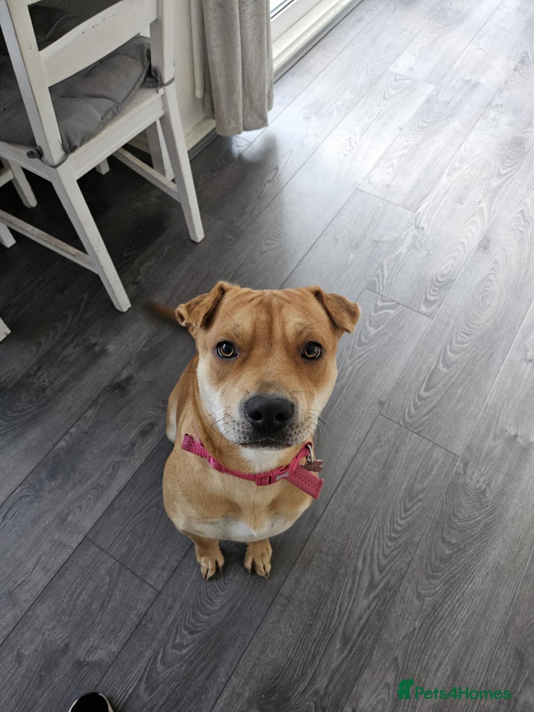 Mixed Breed dogs for sale: Beautiful shar pei cross looking for a new home - Advert 3