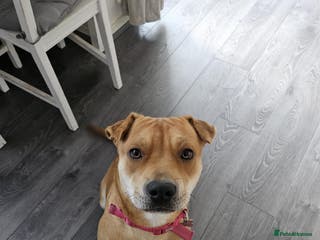 Mixed Breed dogs Beautiful shar pei cross looking for a new home - Advert 10