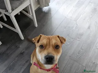 Mixed Breed dogs Beautiful shar pei cross looking for a new home - Advert 7