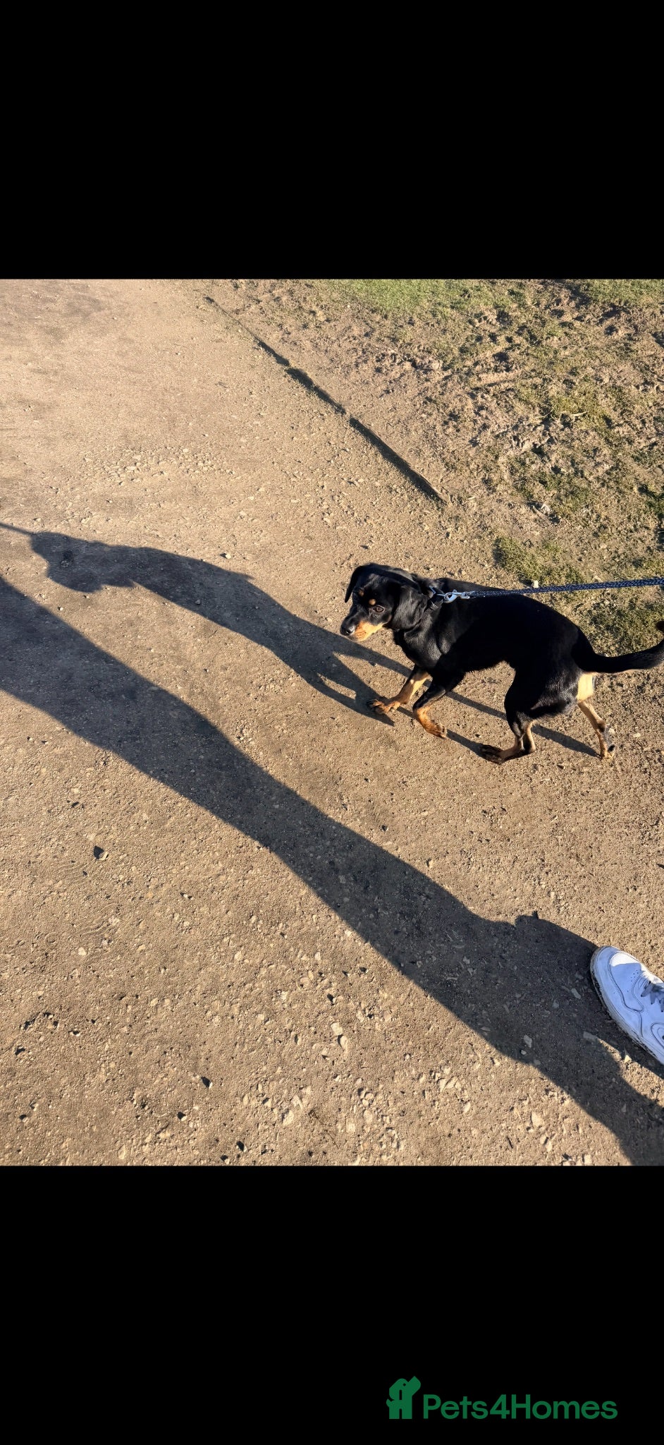 Mixed Breed dogs Dexter - Advert 2