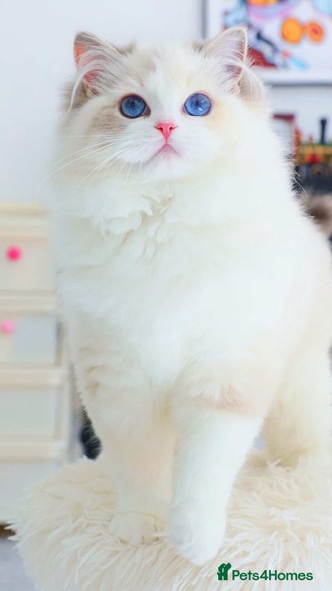 Ragdoll cats Rare Blue Torte Bi Colour Lynx  - Advert 17