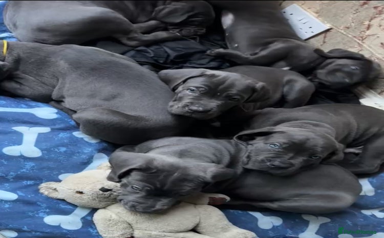 Cane Corso dogs - Advert 11